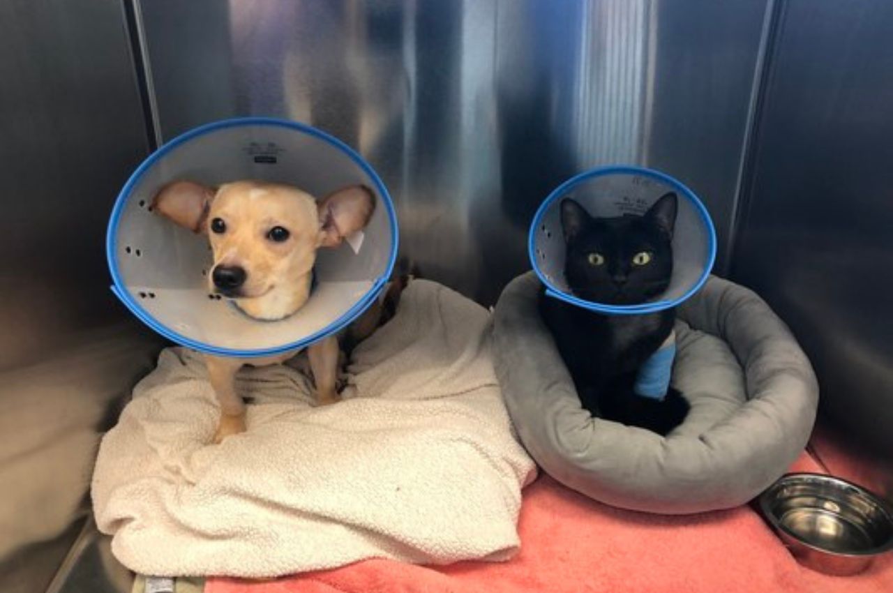 Pet Hyperbaric Oxygen In Sarasota, FL 34231 Suncoast Veterinary