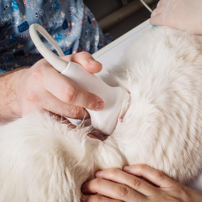 Sarasota, FL 34231 Veterinary Services Suncoast Veterinary Emergency